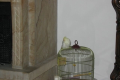 pappettonoé 2009
