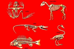 zoologia